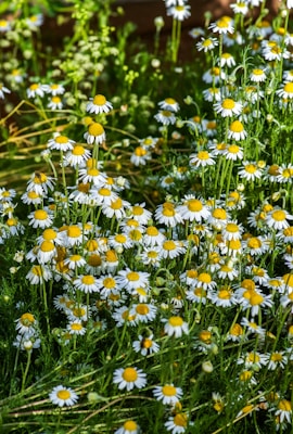 white daisy flowers