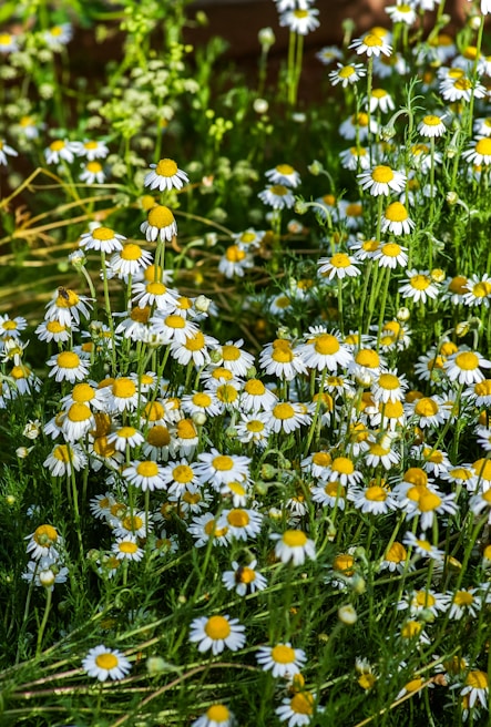 Bright yellow chamomile flowers blooming under sunlight in a wild meadow