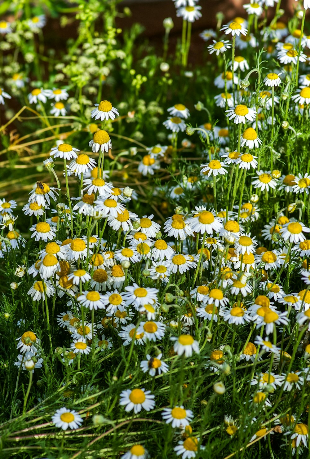 fiori di margherita bianca