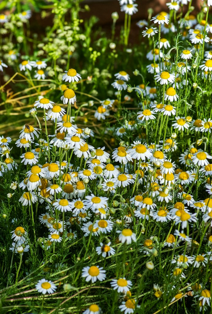 Calm Chamomile