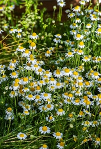 Chamomile Honey Blend