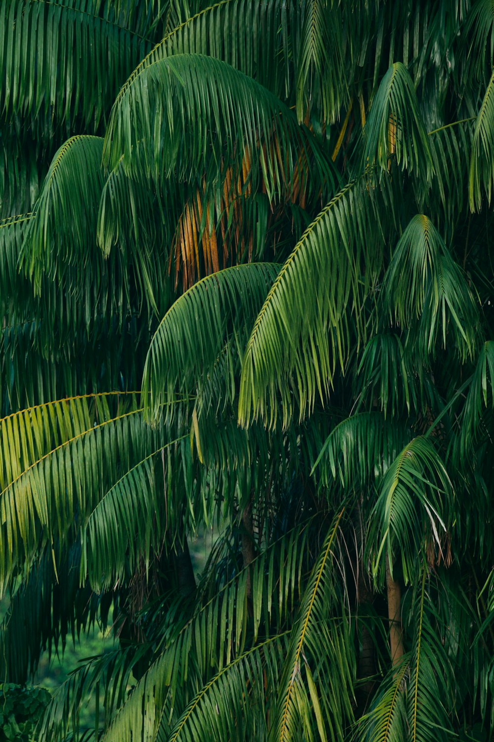 grüne Kokospalme