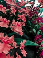 A close-up of vibrant orchids blooming in the tropical forest.