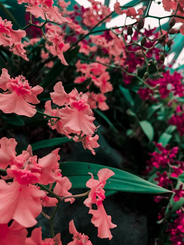 A close-up of colorful cymbidium orchids blooming amidst lush greenery at Sikkim Flora World nursery.