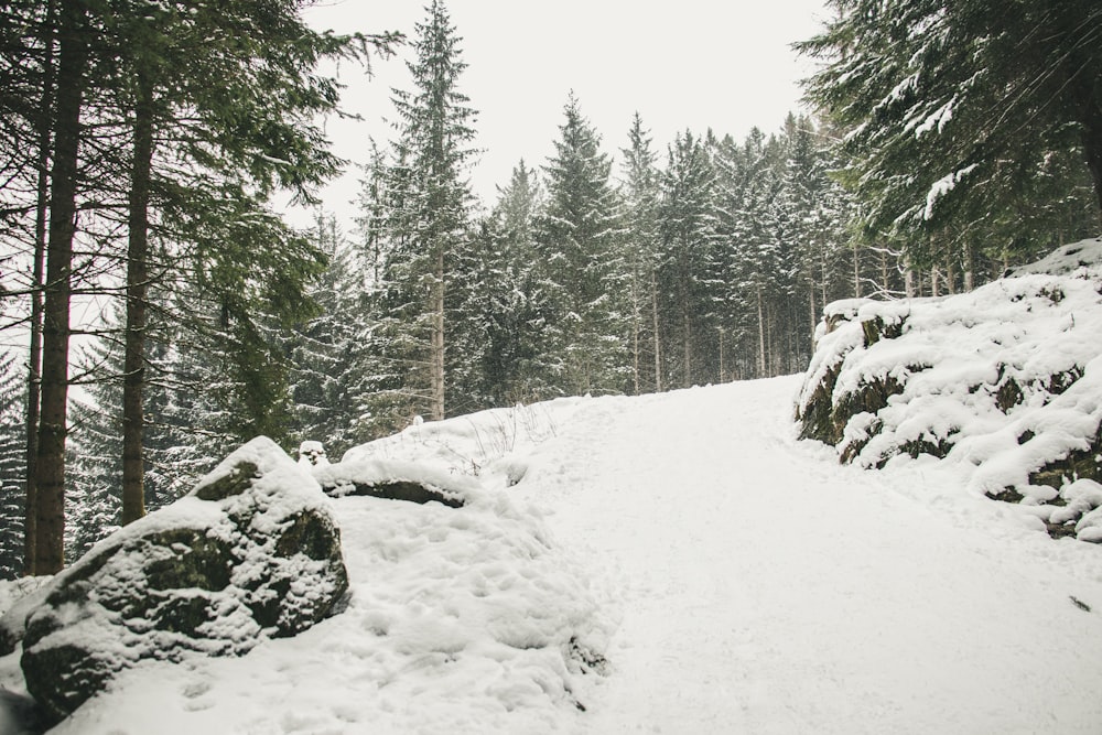 snowfield near pine trees at daytime