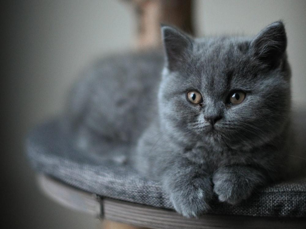 gray cat