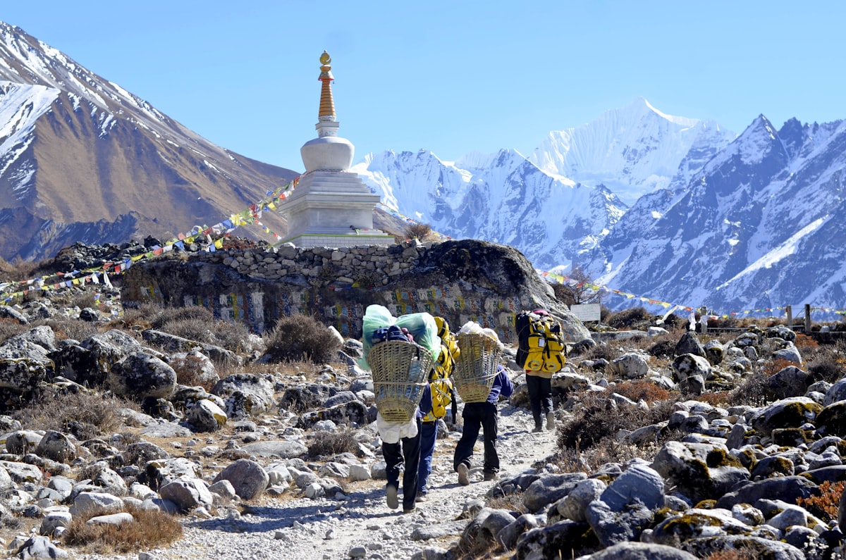 Yak grazing in Langtang Valley with snow peaks behind