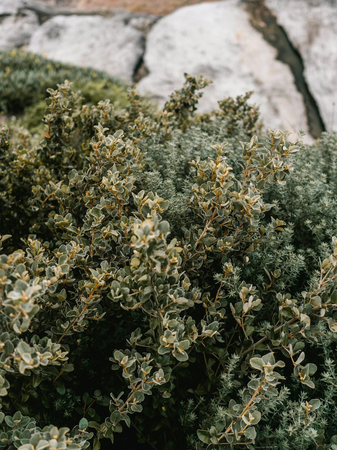 green and yellow plant on gray rock