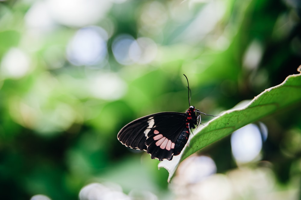 black butterfly on leaf