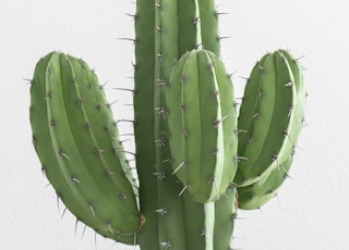 cactus plant