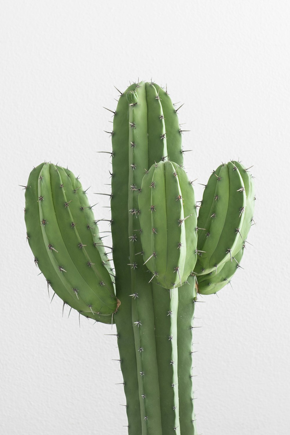 cactus plant