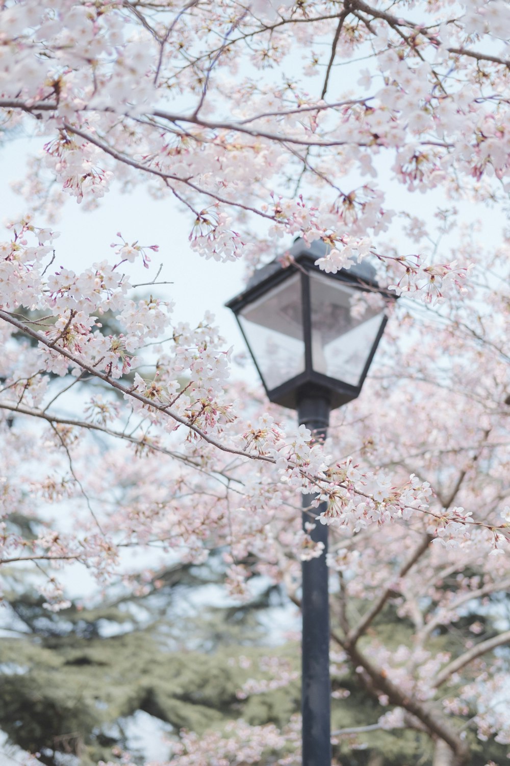 black lamp post near cherry blossom trees during daytime