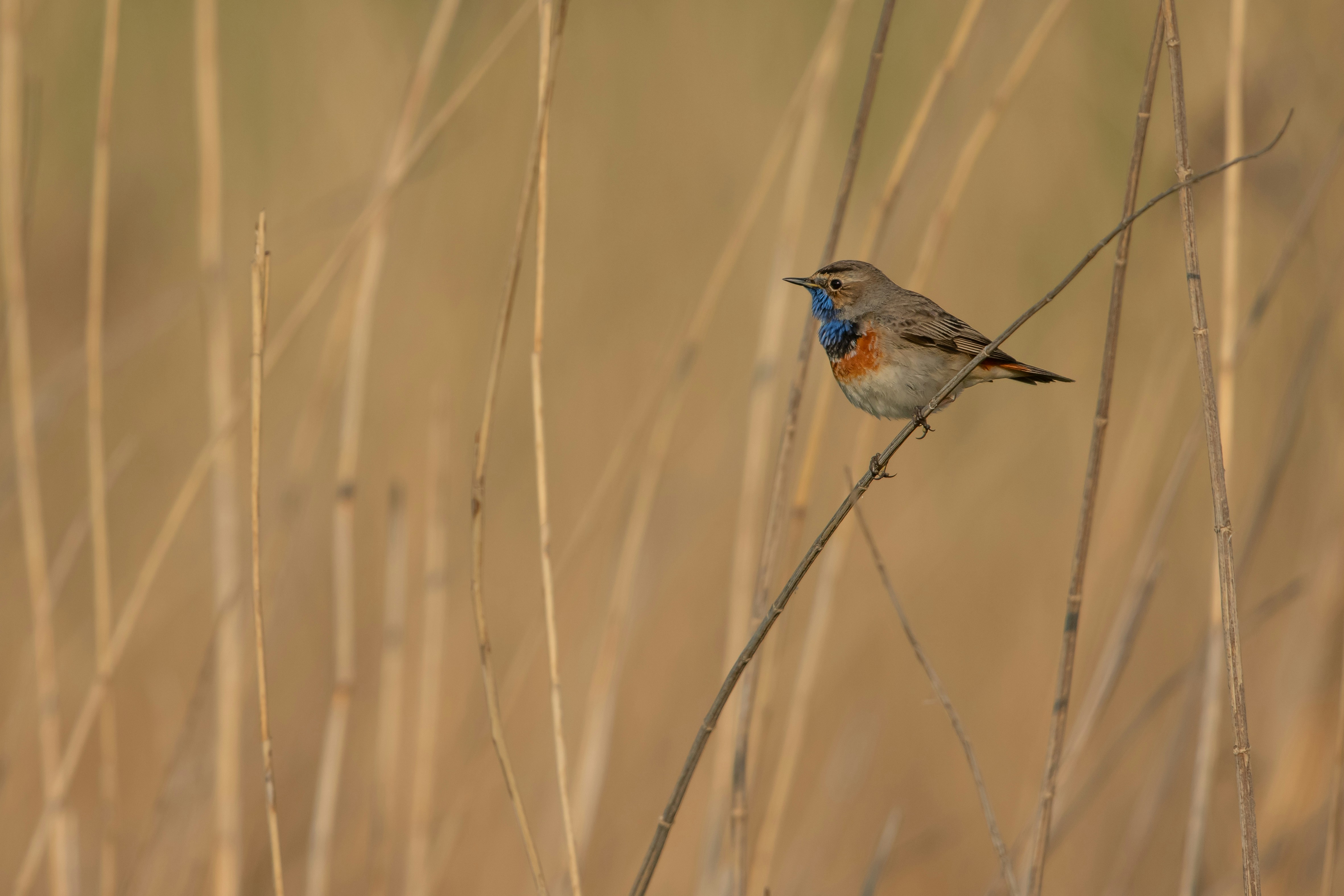 Photo by vincentvanzalinge