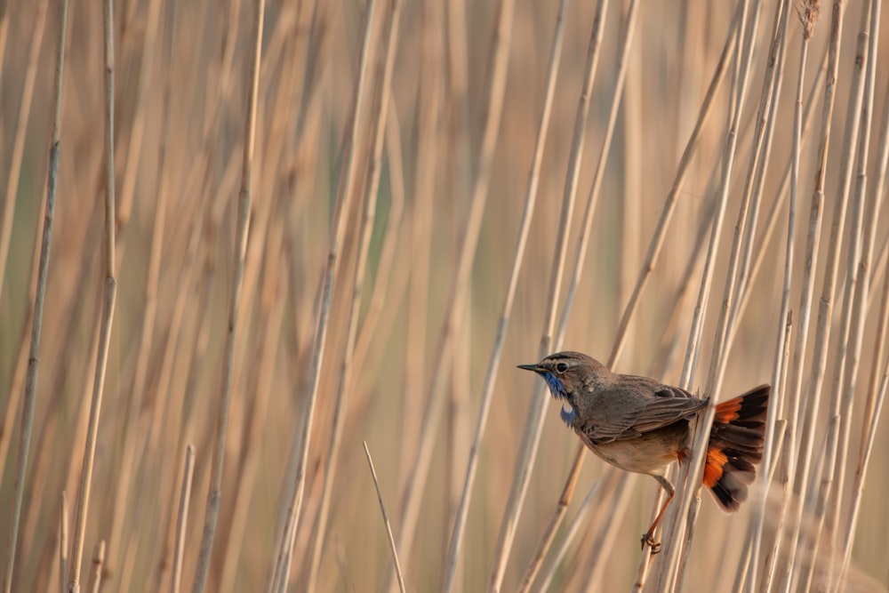 gray bird