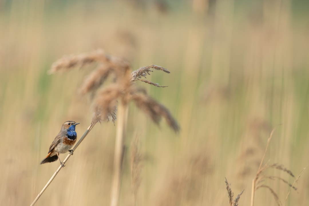 brown and blue small-beaked bird on brown plant