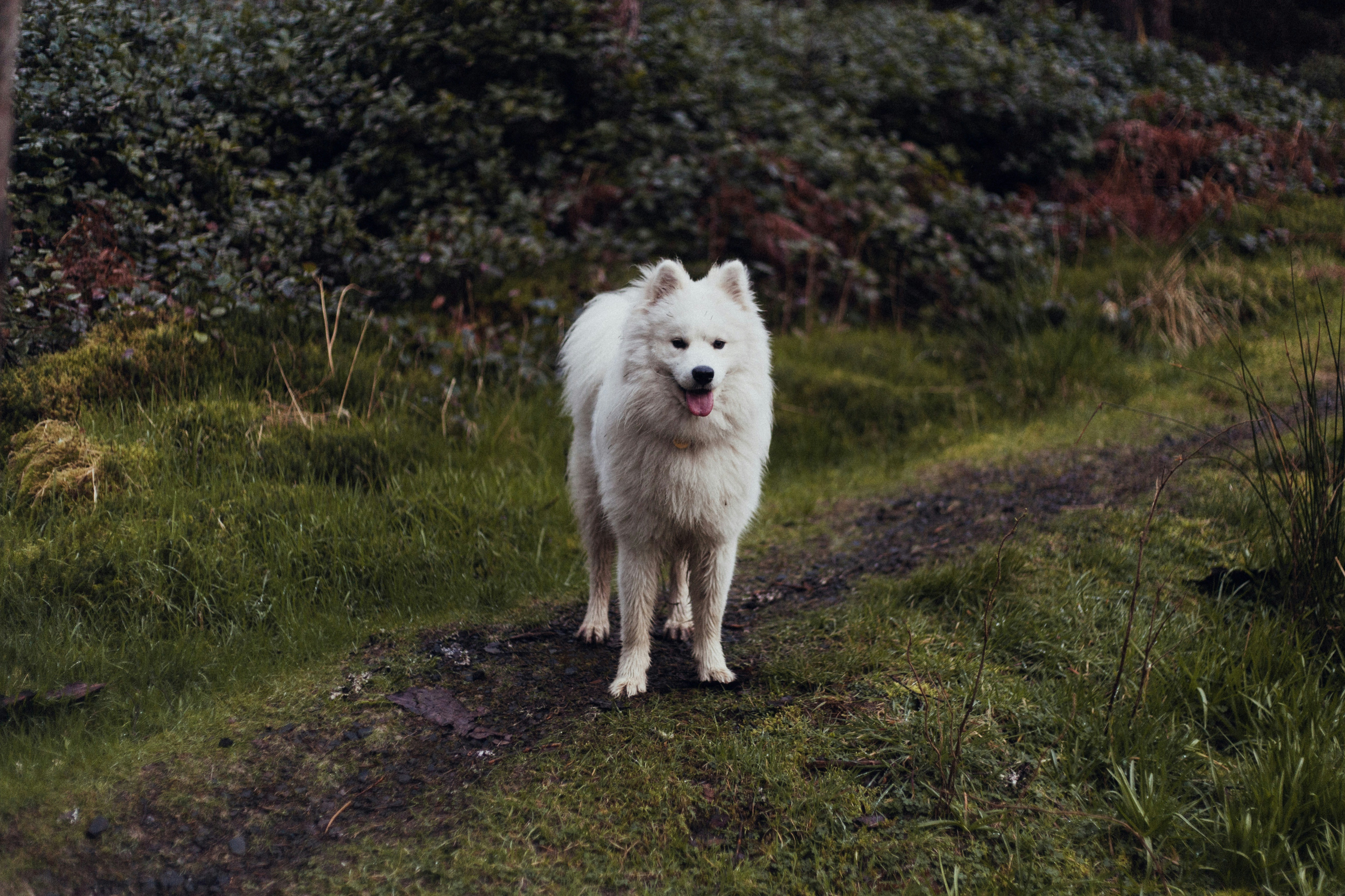 Samoyed outside