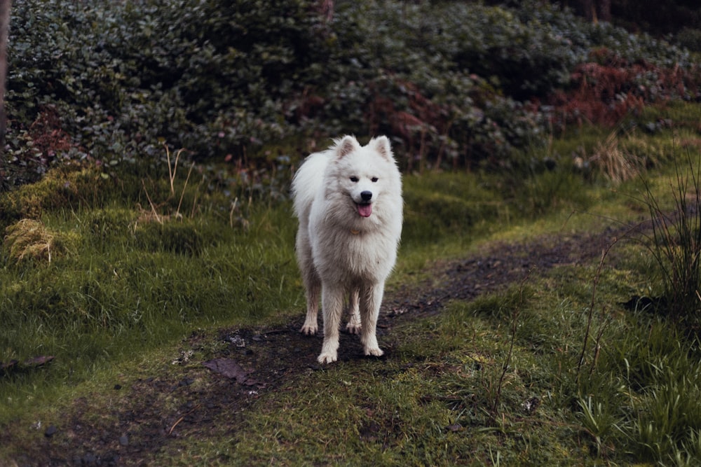 white dog near plants