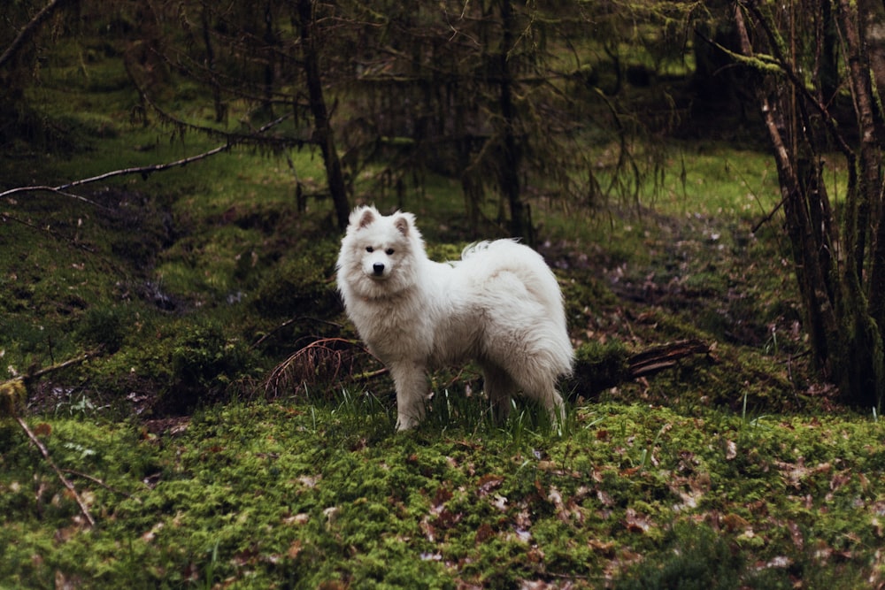 緑の芝生の上に立つ白い犬