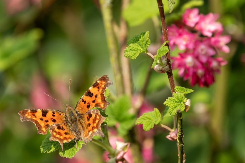 shallow focus photo of brown butterfly