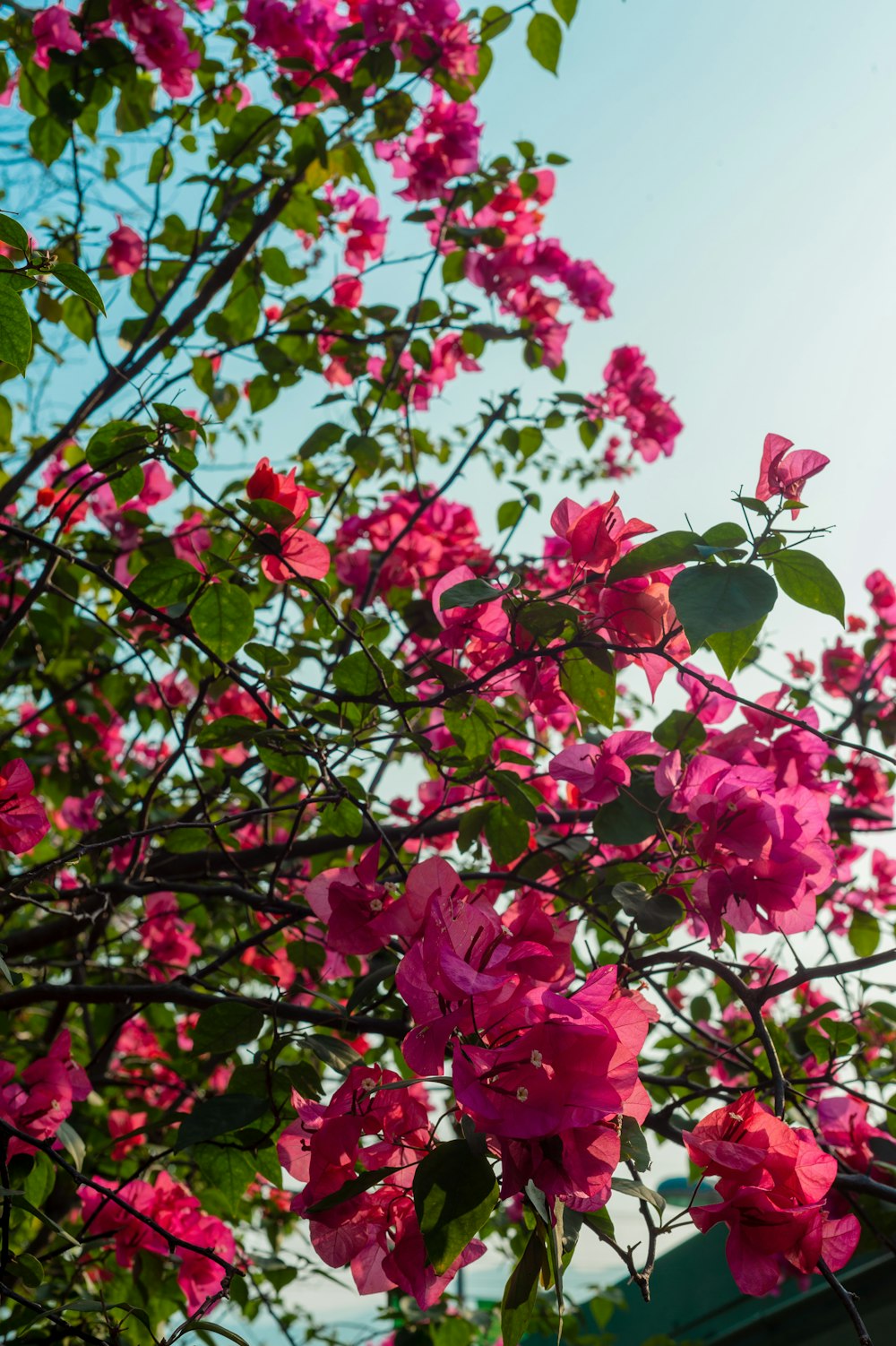 red bougainvillea flower