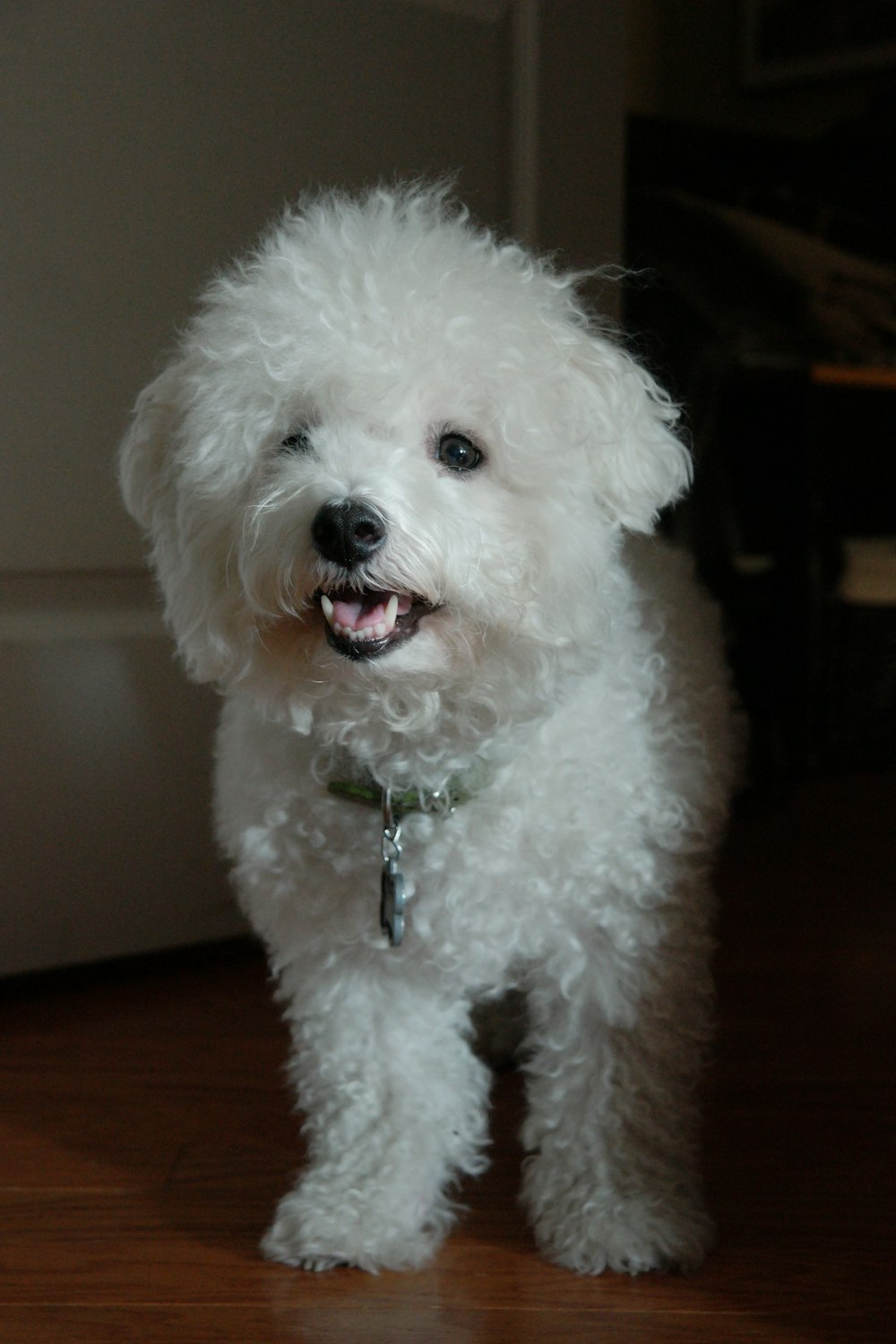 short-coated white dog