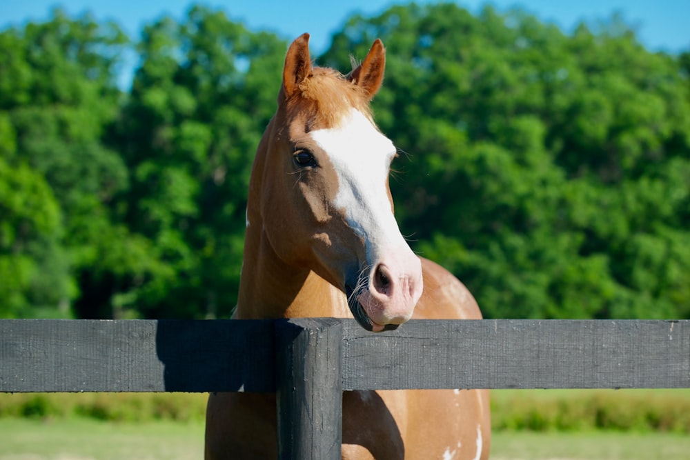 brown and white horse