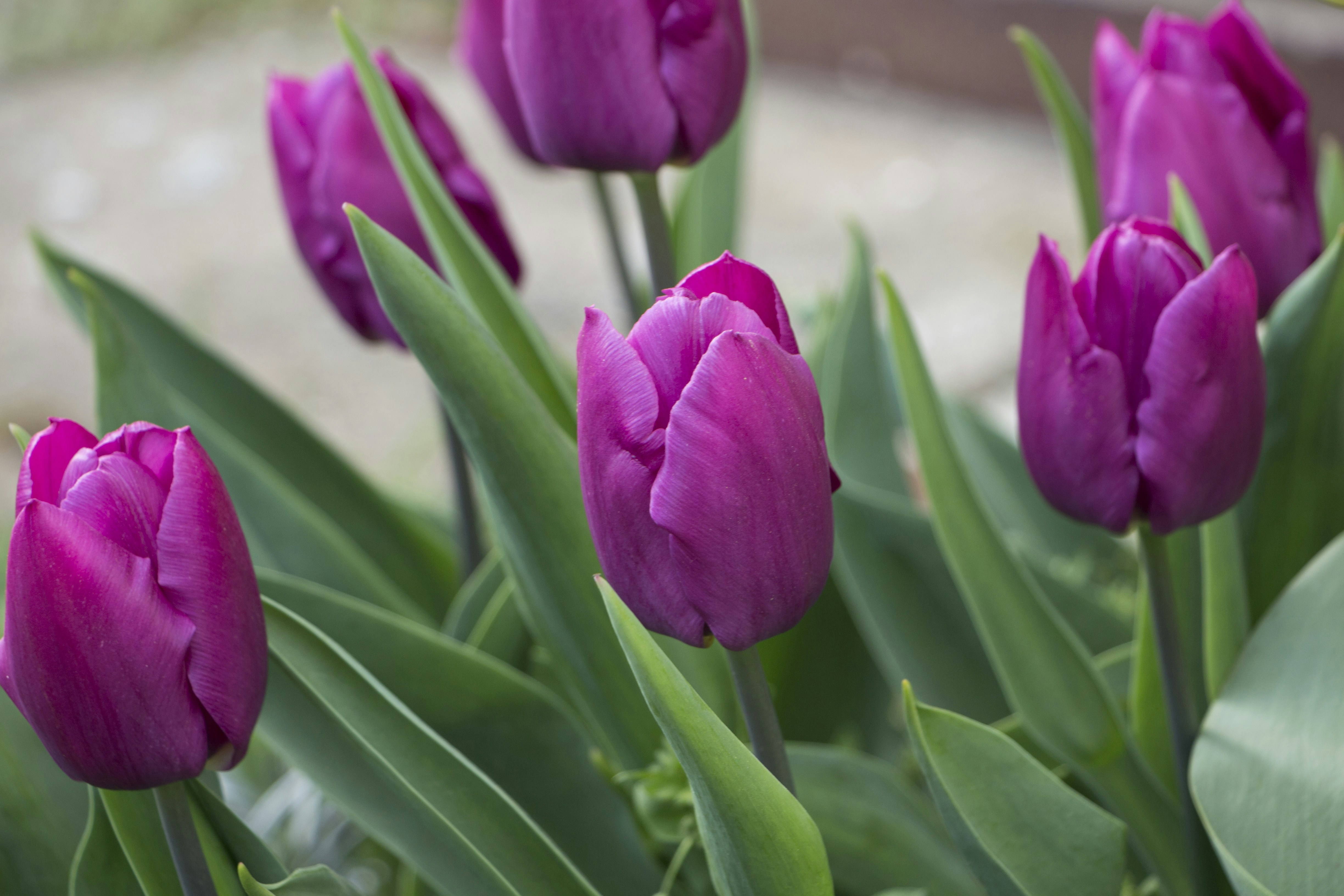 Photo by omega_cookies