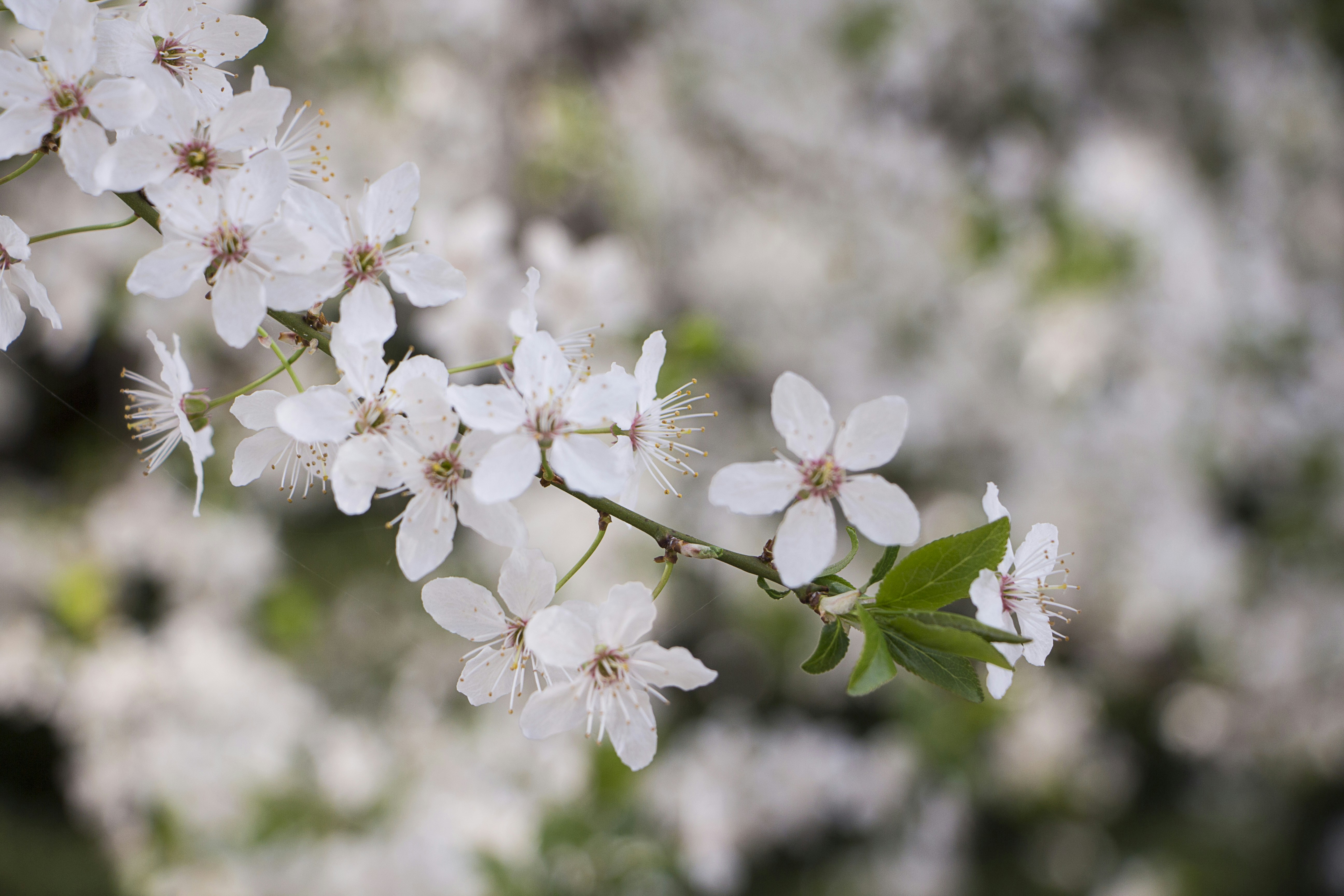 Photo by omega_cookies