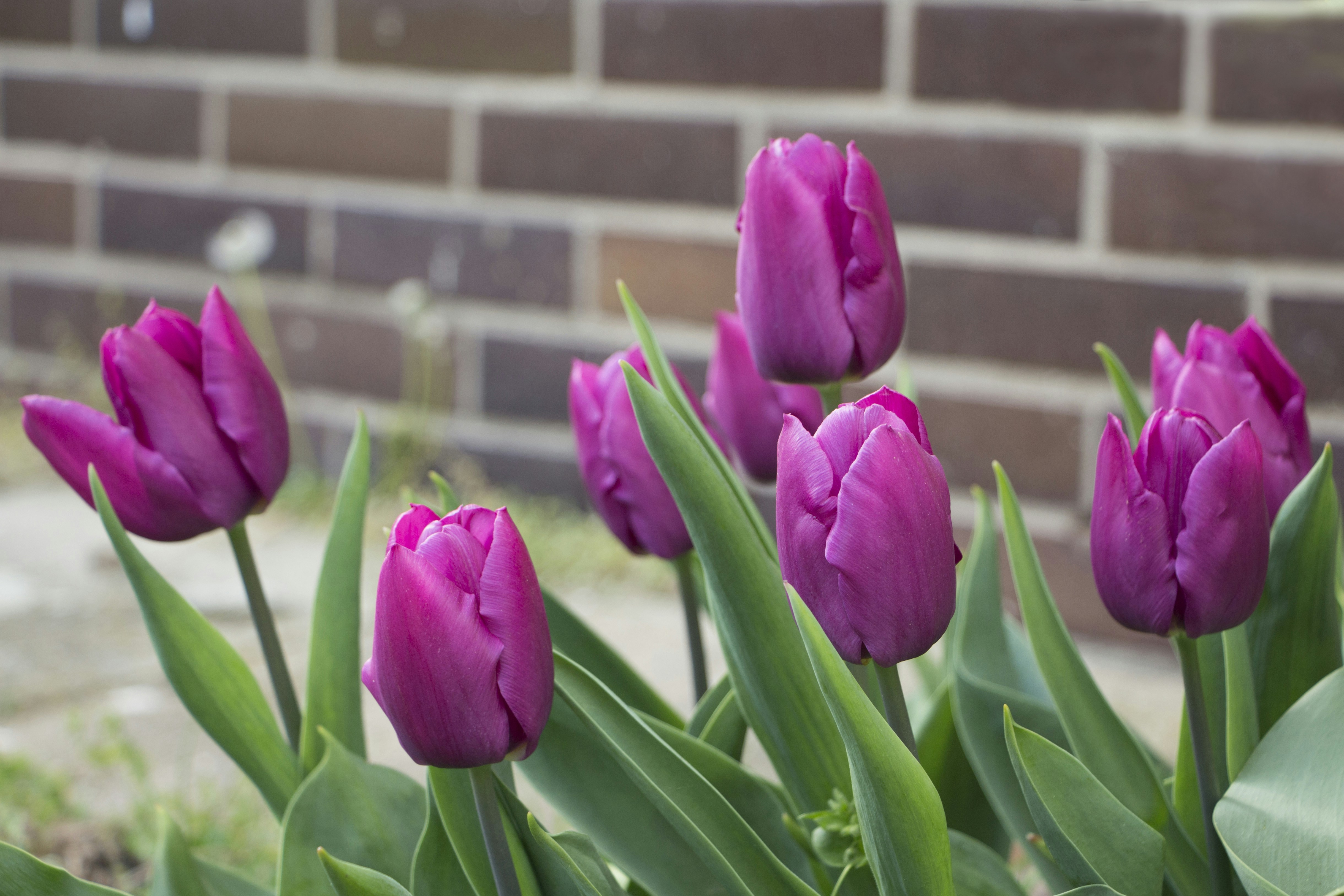 Flor De Tulipa Roxa E Rosa