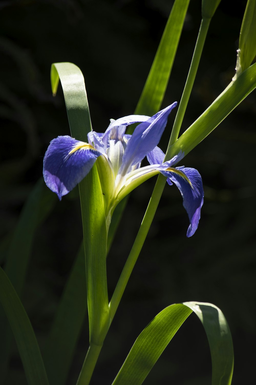 purple flower