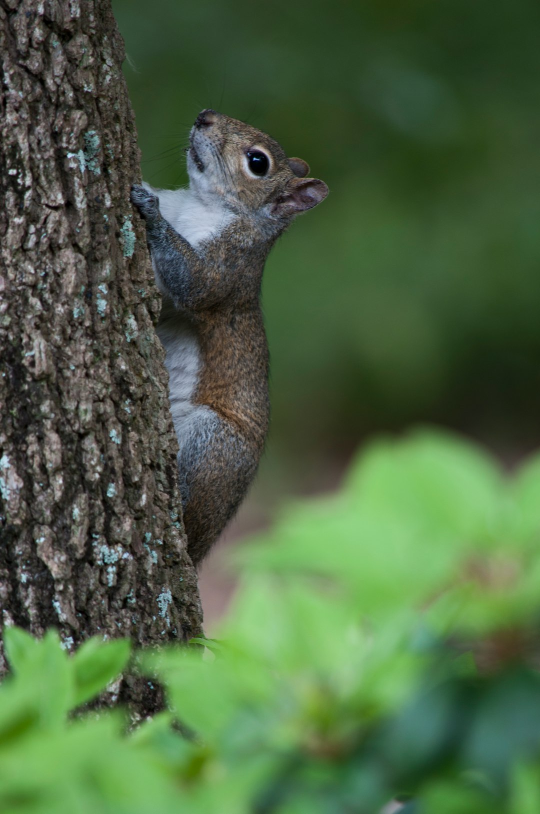 squirrel climbing on tree in selective focus photography