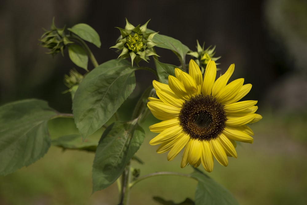 a large yellow sunflower with green leaves