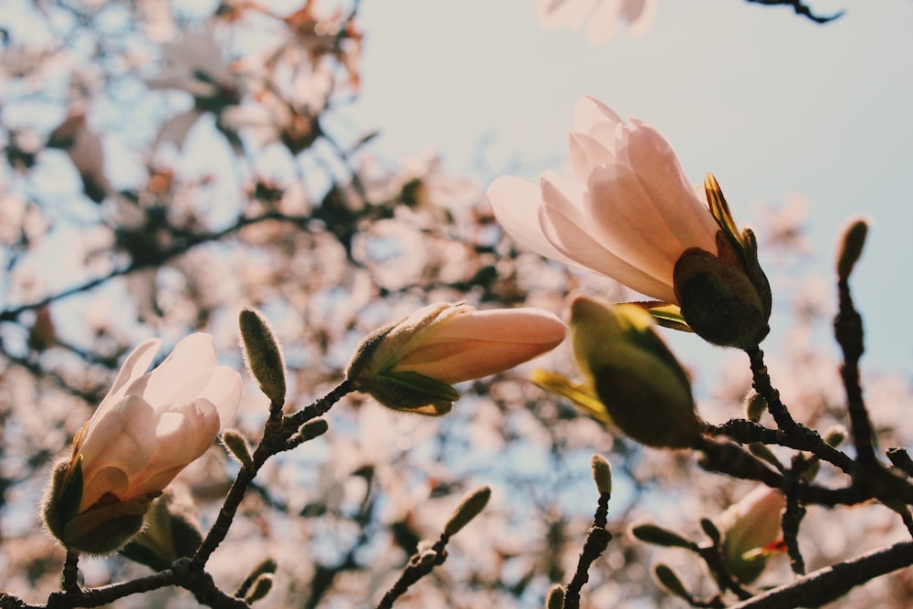 fotografia dal basso di un fiore dai petali bianchi