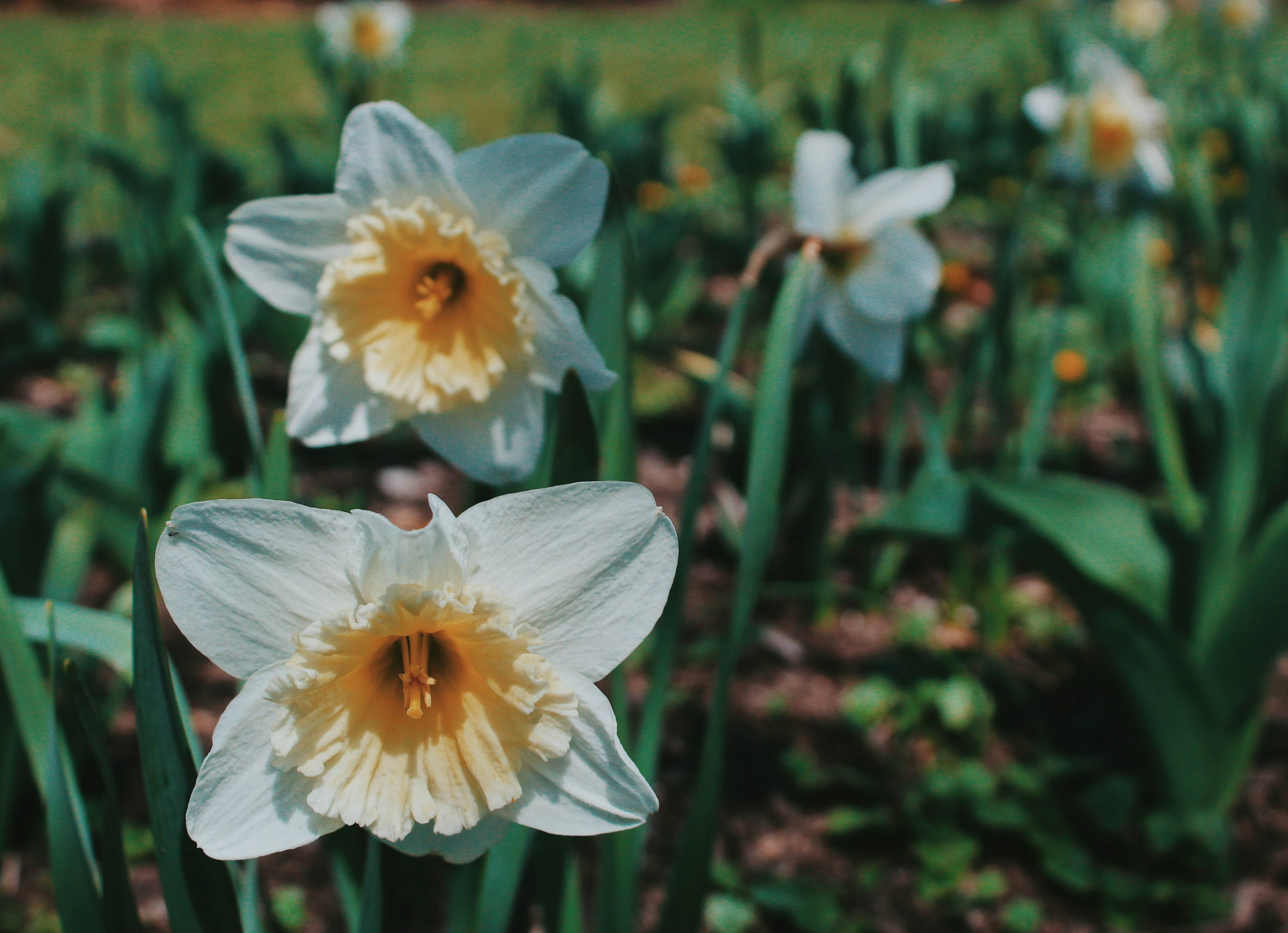 weißblättriges Blumenfeld