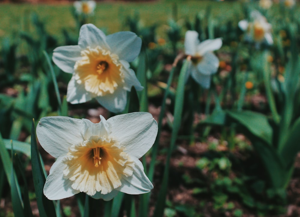 white petaled flower field