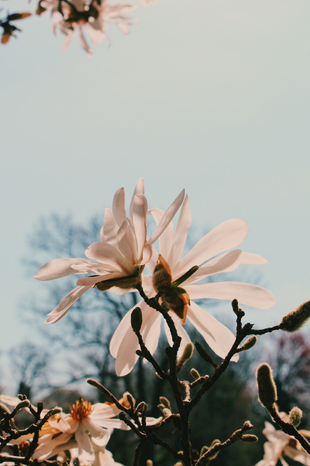 low-angle photography white-petaled flower