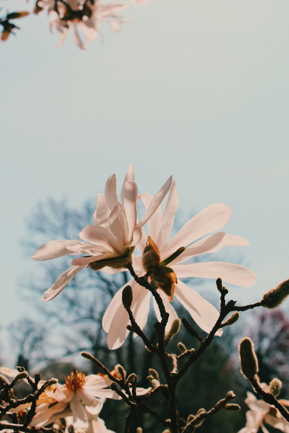 로우 앵글 촬영 흰 꽃잎 꽃