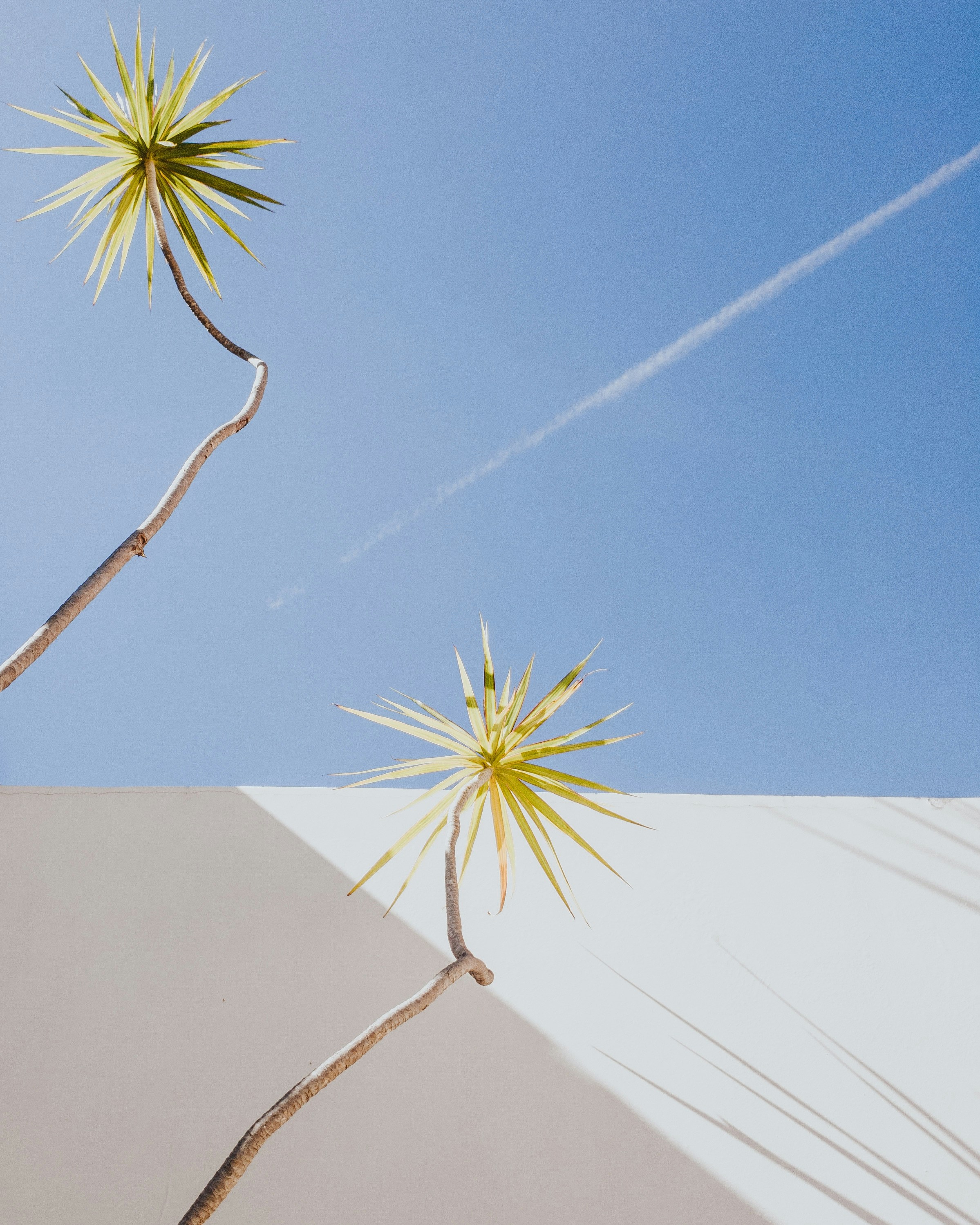 Two slender palm-like plants rise above a pale wall, set against a crisp blue sky with a single contrail threading diagonally across.