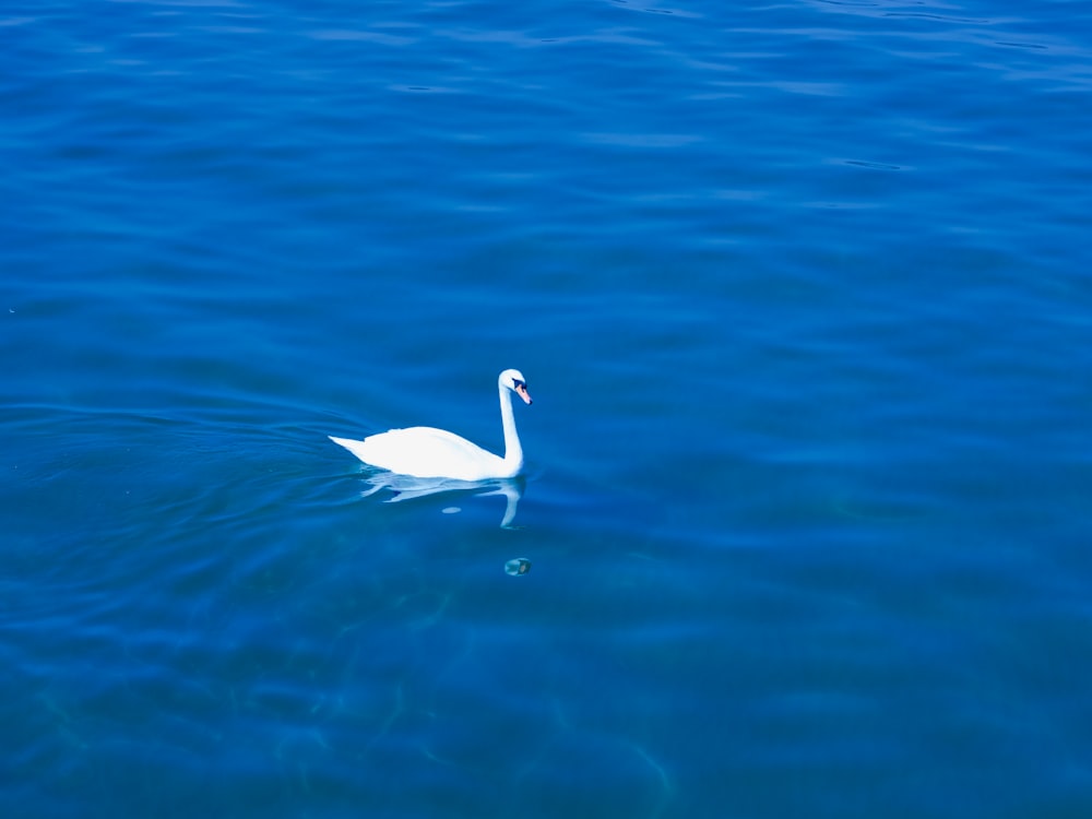 swan on body of water during daytime