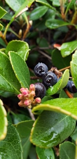 Fresh clusters of dark purple moras resting on green leaves with morning dew