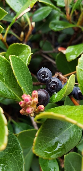 Fresh clusters of dark purple moras resting on green leaves with morning dew