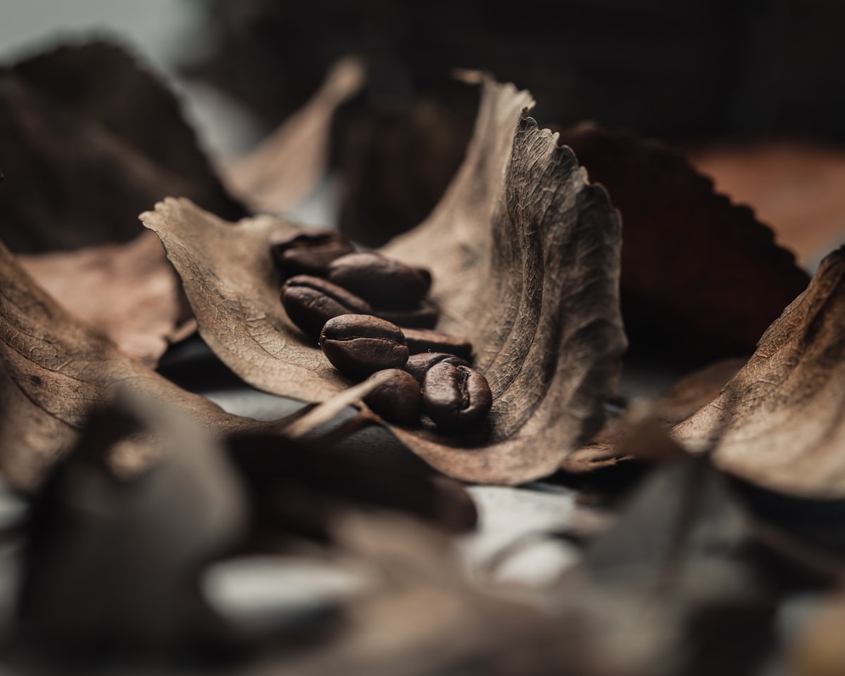 Close-up of whole coffee beans in natural light