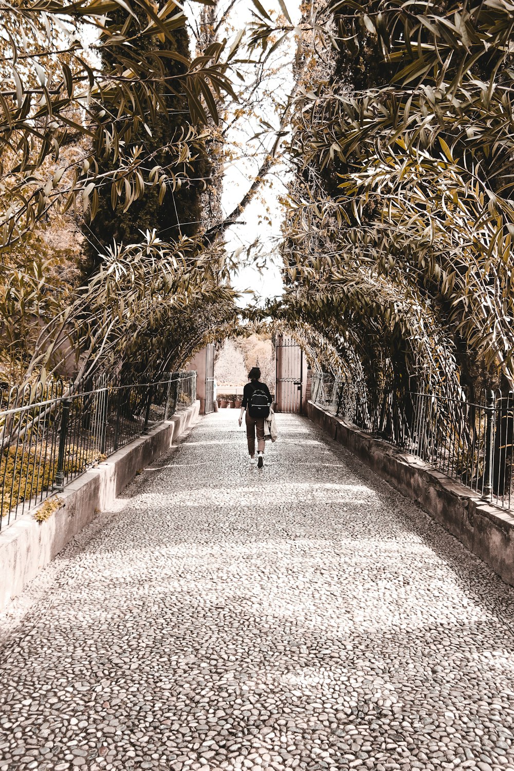 person walking between trees