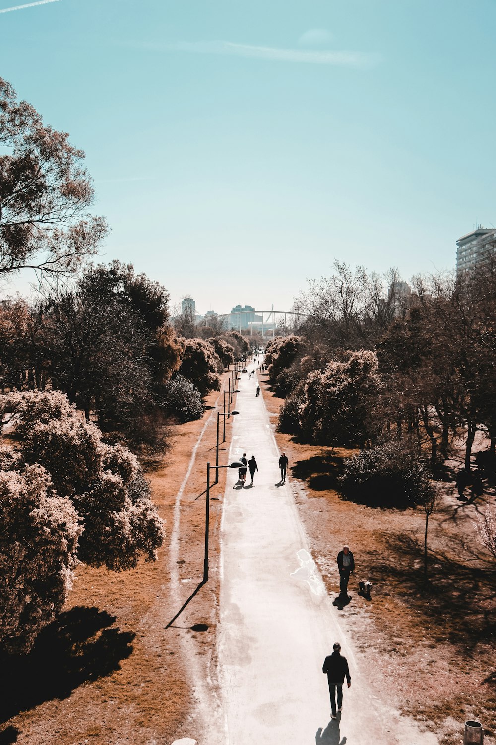 high-angle photography of five person walking on farm road