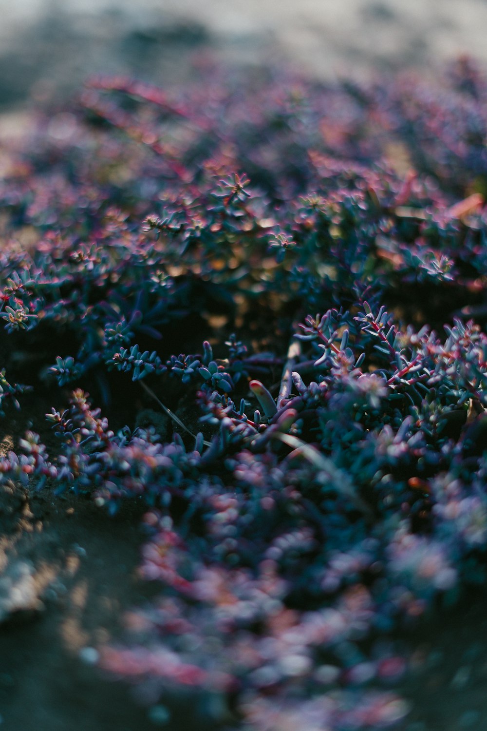 tilt shift focus photography of purple plants