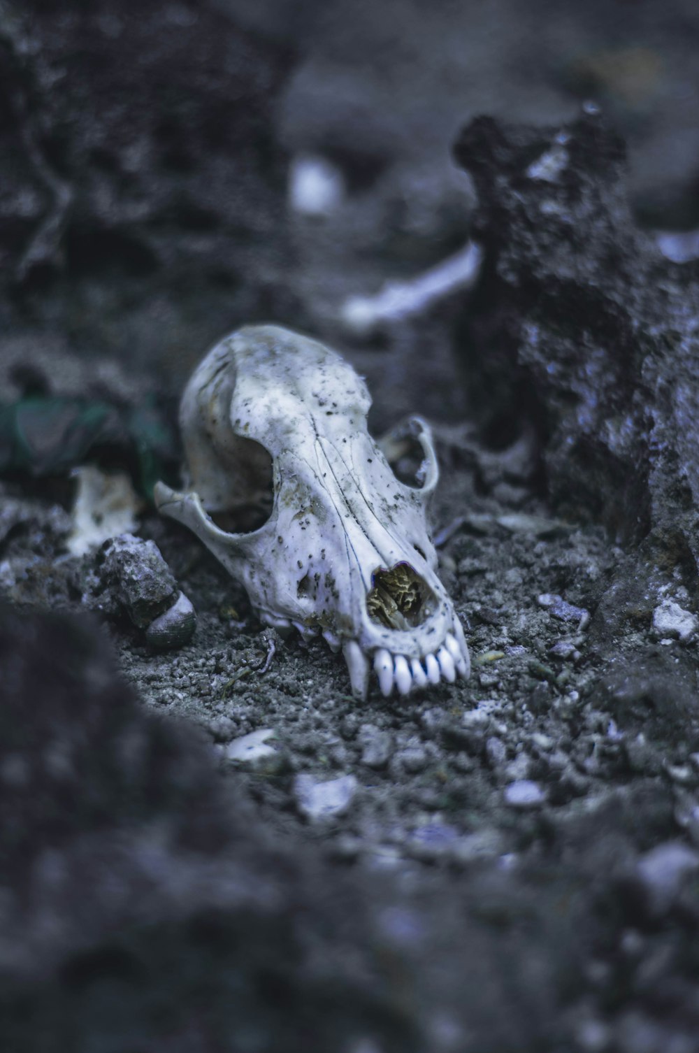 animal skull on brown sand