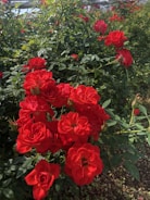 Close-up of a gardener pruning vibrant red roses under bright Australian sunlight.