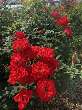Close-up of a gardener pruning vibrant red roses under bright Australian sunlight.
