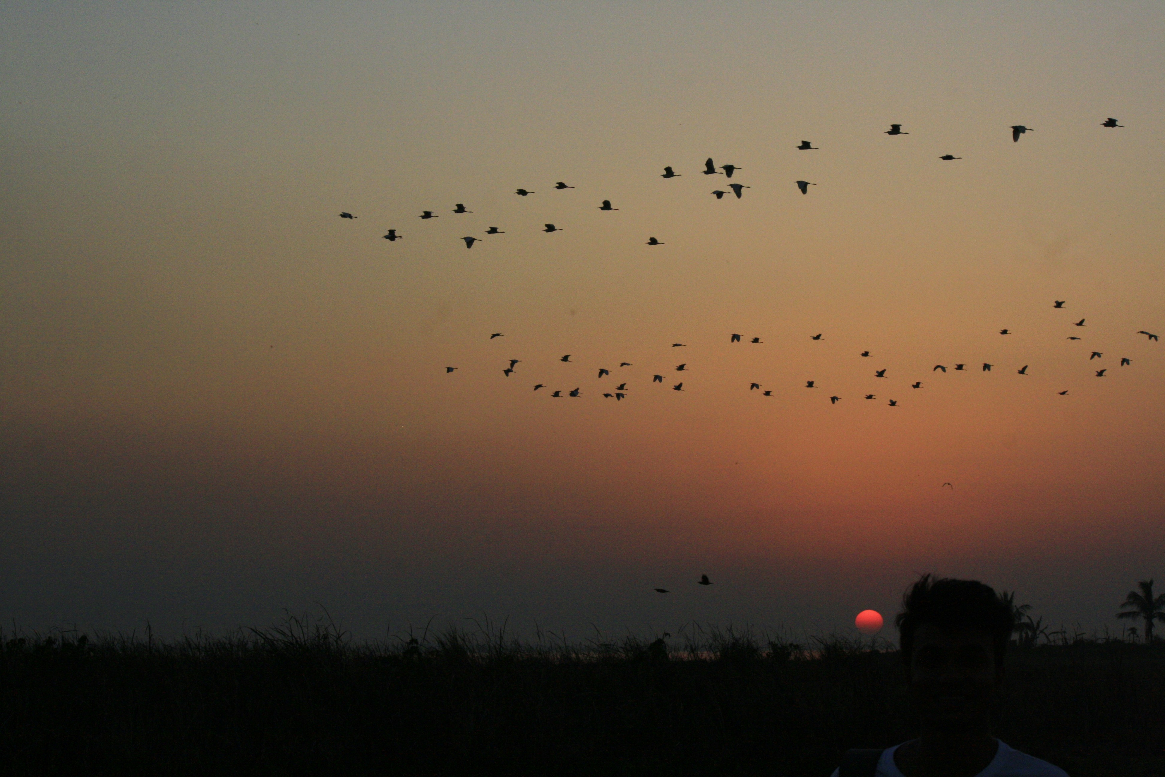 silhouette of person under birds on sky