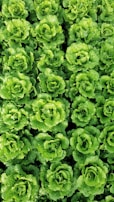 Crisp iceberg lettuce heads growing densely in soil-less trays.